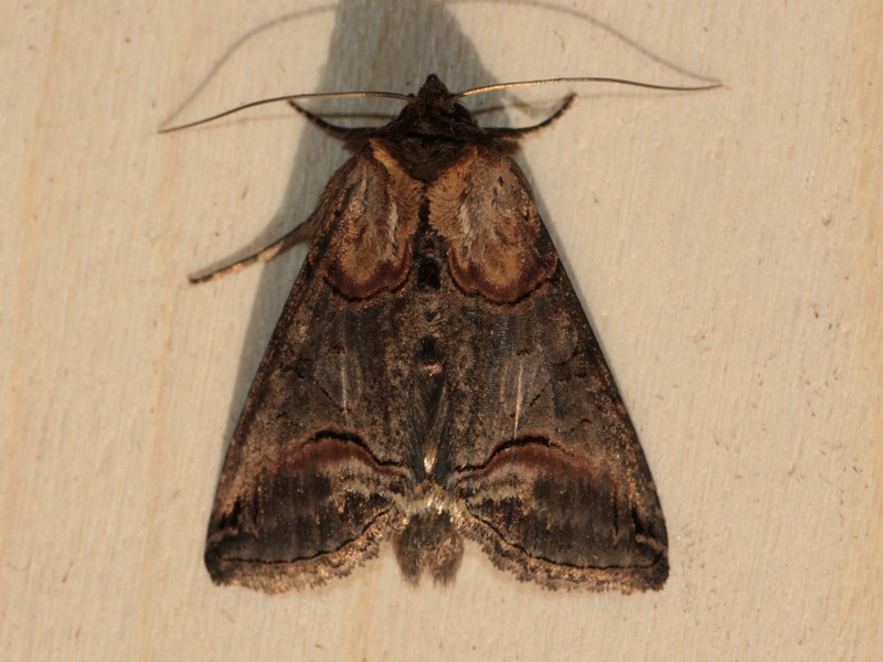 Bellissima Noctuidae da identificare -  Abrostola sp.